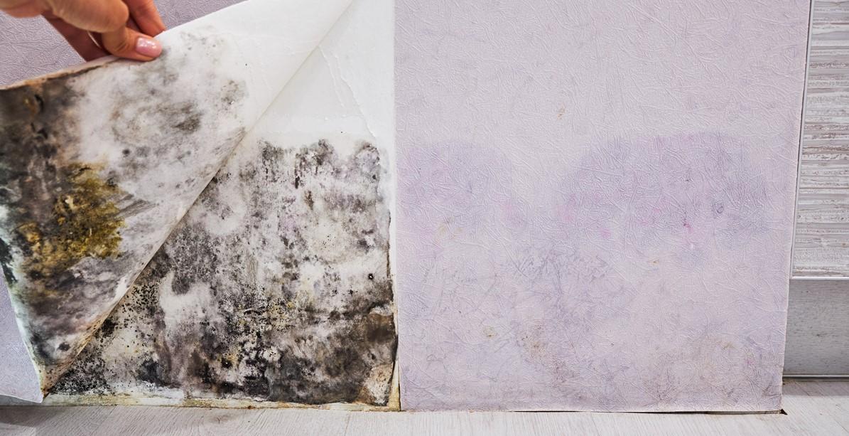 Black mold buildup in the corner of an old house under the wallpaper