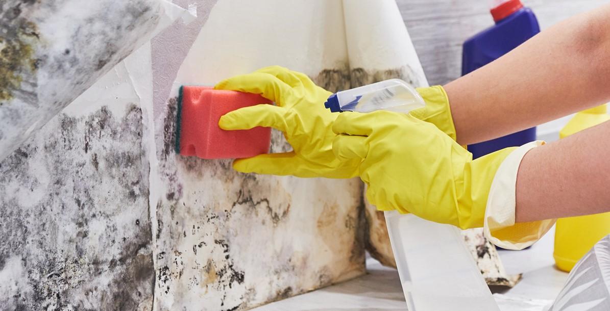 Hand with brush cleaning mold on wall
