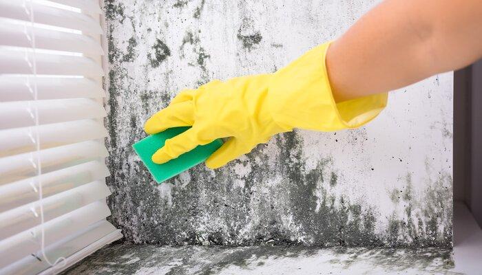 Woman cleaning mould from wall using a sponge